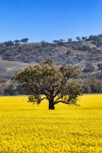 Canola field with large tree, hill & blue sky