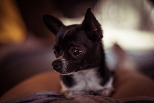 Chihuahua dog close up