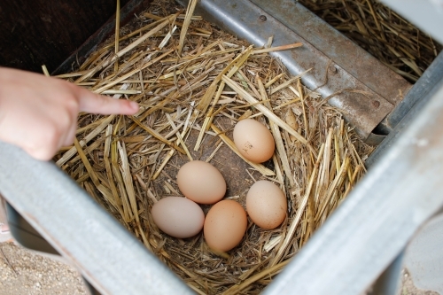 Child's finger pointing to five chicken eggs in straw nest
