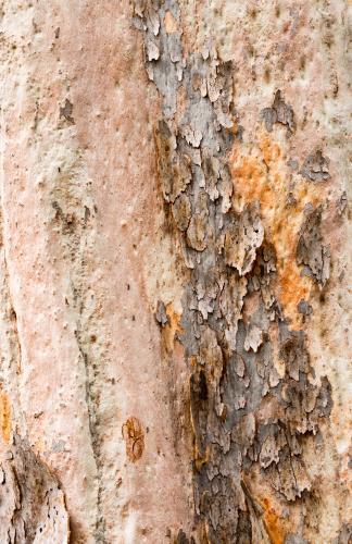 Close up detail of angophera tree trunk with peeling bark revealing pink and orange colour