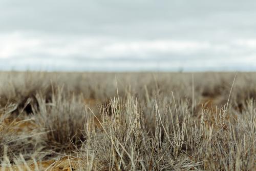 Close up detail of brown grass with blurred rural landscape and horizon in background