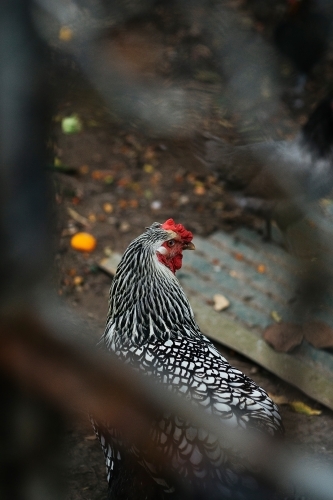 Close up of a black and white chook, inside a chicken coop