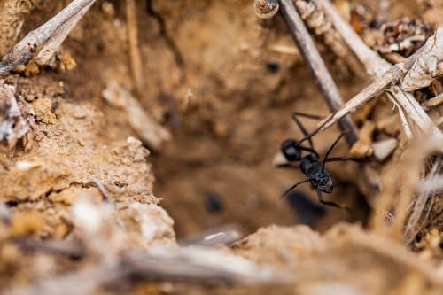 Close up of a black ant standing guard at nest entrance
