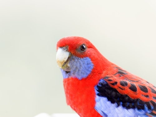 Close up of a Crimson Rosella with blurred soft very pale green background