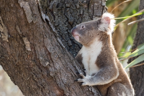 Close up of a koala in ta tree.