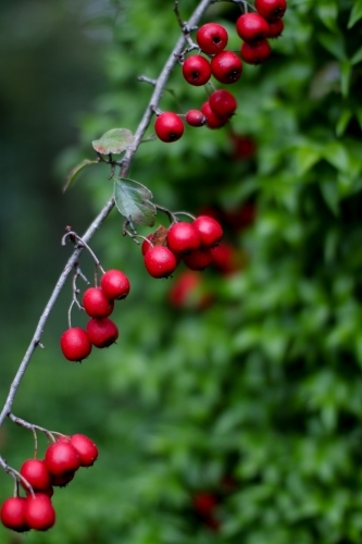 Close up of a low hanging branch bearing small crab apples