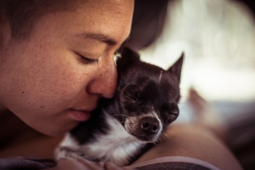 Close up of a person cuddling a chihuahua
