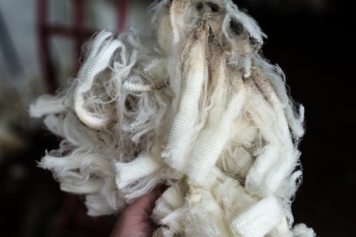 Close up of a wool fleece shorn from a crossbred sheep