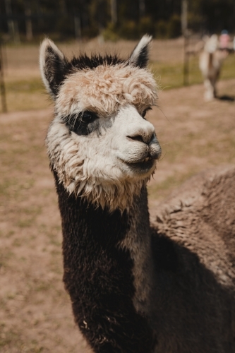 Close up of an Alpaca outside standing in a field.
