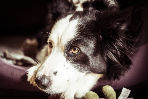 Close-up of border collie face