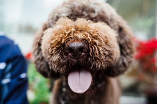 Close up  of brown Italian water dogs nose and tongue with blurred background.
