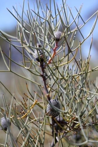 Close up of conebush shrub