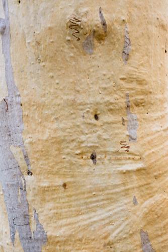 Close up of gum tree trunk with patterned texture and yellow and grey colouring