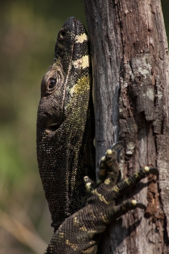 Close up of Lace Monitor (goanna) head and claw