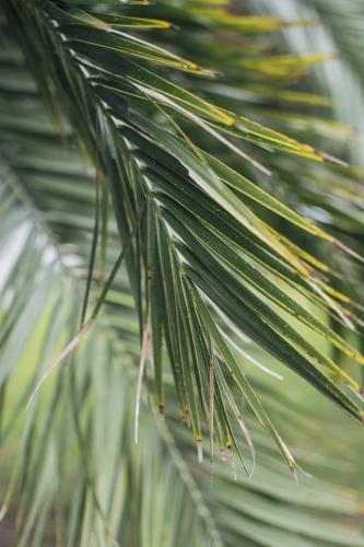 Close up of palm tree frond