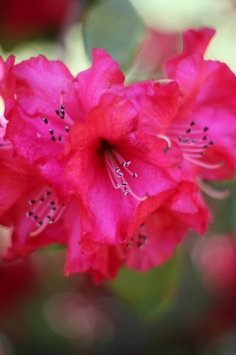 Close up of pink rhododendron in flower