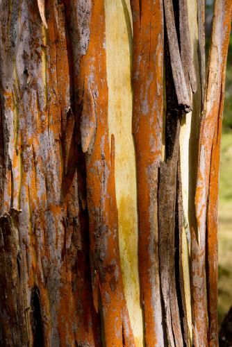 Close up of strips of orange and brown bark peeling off a yellow tree trunk