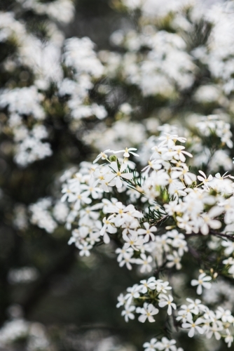 Close up of white flowers on a bush