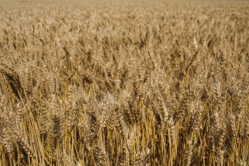 Close-up shot of a ready-to-harvest wheat crop