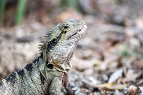 Close up shot of an eastern dragon lizard