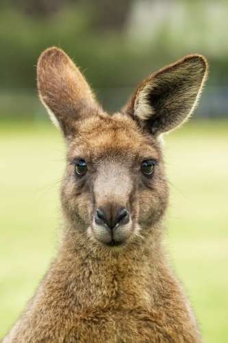 Close up view of a kangaroo's head and face with large ears staring straight ahead