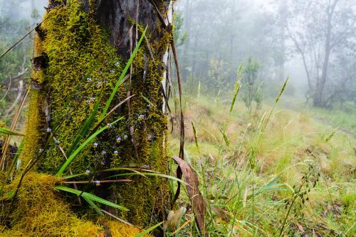 Close up view of  wildflowers, moss and grasses on tree trunk in misty forest