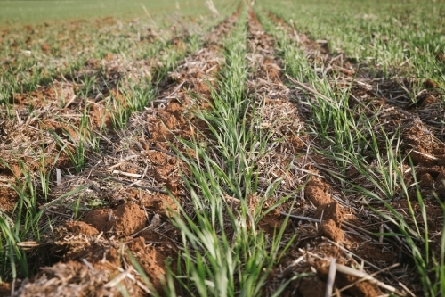 Closeup of seedling wheat crop in the Wheatbelt of Western Australia