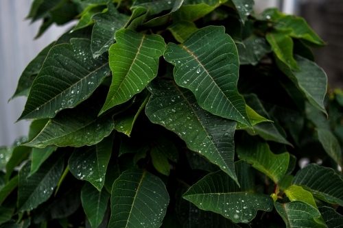 Closeup of vibrant leaves covered in small water droplets after a summer rain shower