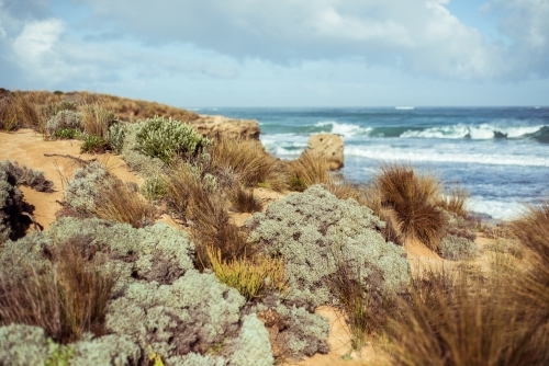 Coastal plants and grasses growing along coast