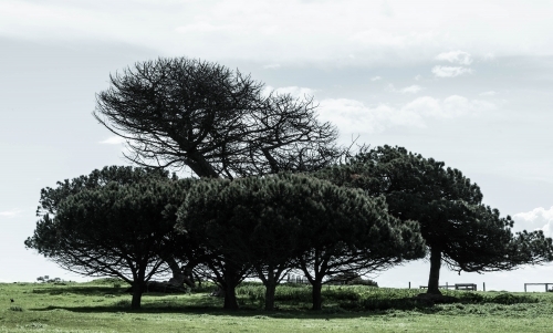 coastal trees shaped by the strong winds