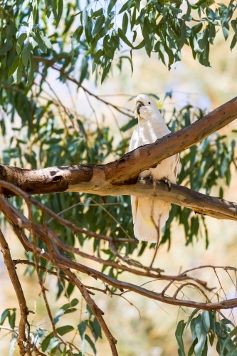 Cockatoo perched high up in a branch of a eucalyptus tree