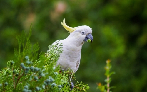 Cockatoo perched in a tree eating pine nuts