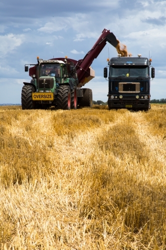 combine harvester, chase bin and truck during wheat harvest racing a storm