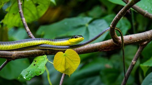 Common Green Tree Snake