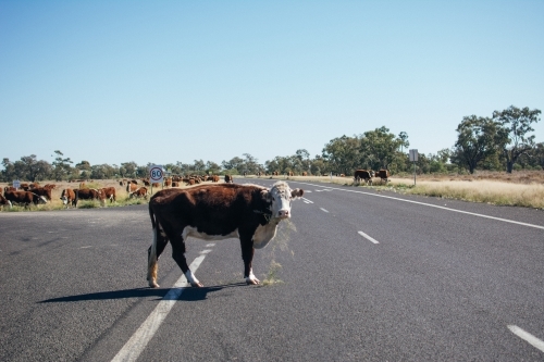 Cow standing in the middle of highway