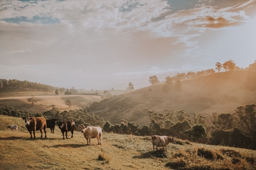 Cows standing on rolling hills at sunset