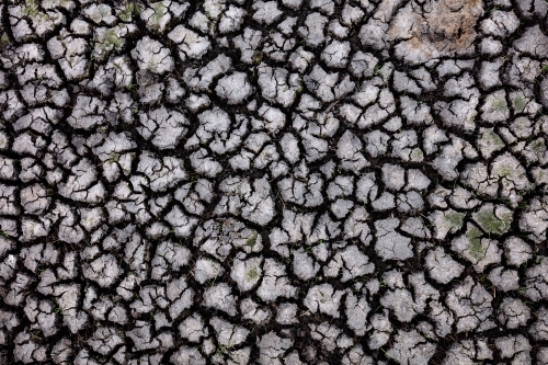 Cracked and dried mud of a wetland area