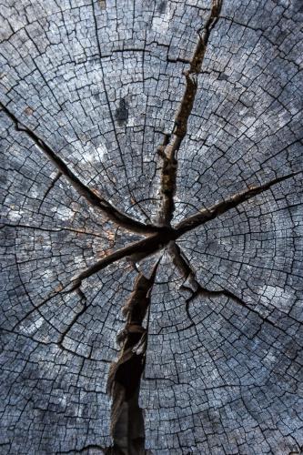 Cracked and weathered timber texture