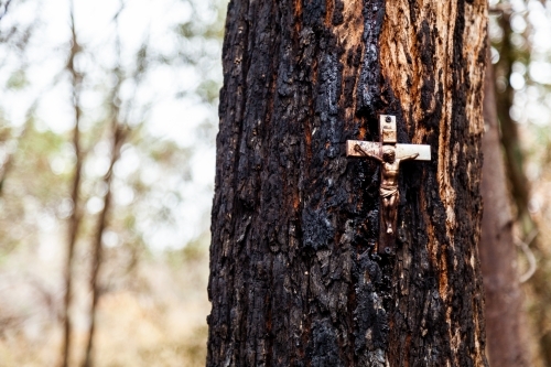 Crucifix memorial on tree burnt and blackened by bushfire