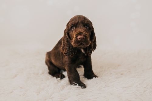 Cute brown Spaniel puppy sitting on white rug