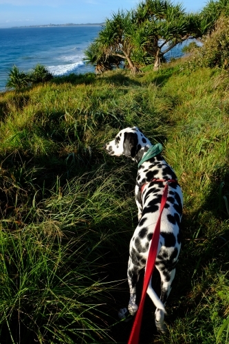 Dalmatian dog on lead in the grass at Fingal Head