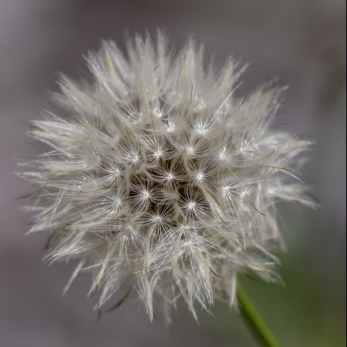 Dandelion (Taraxacum officinale) seed head