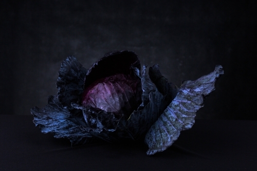 dark and moody purple cabbage still life