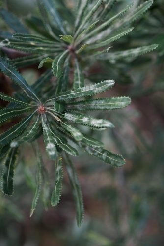 Dark green banksia leaves