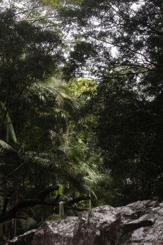 Dark green Rainforest Landscape