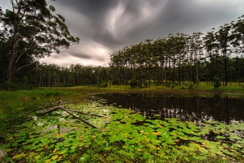 Dark skies over pond in Bellthorpe Forest