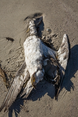 Dead seabird (Australasian Gannet) washed up on a beach
