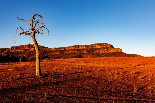 dead tree in front of ranges in afternoon light