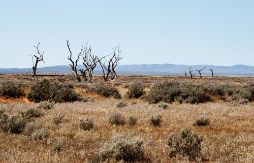 dead trees on plains with hills in background