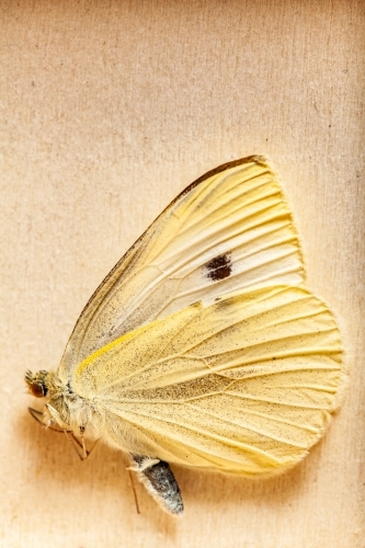 Dead yellow butterfly on wooden background